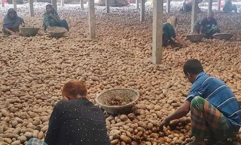 রংপুর বিভাগে আলুতে কৃষকের ক্ষতি ৫ হাজার কোটি টাকা, হিমাগারে রয়েছে ৭৩.৮ শতাংশ